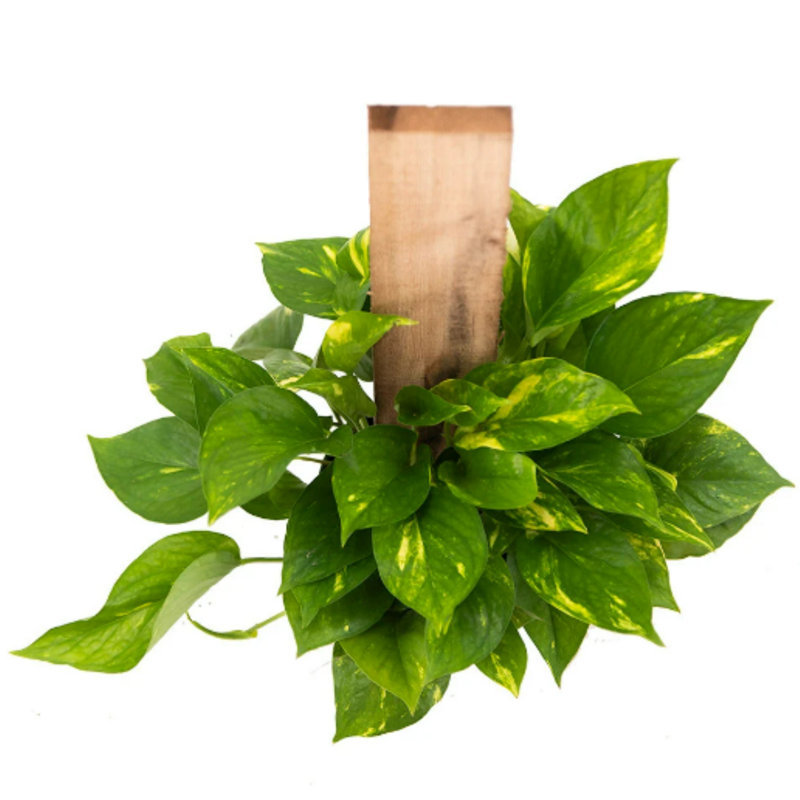 Golden Pothos 6-Inch Pot Live Easy Care Indoor Plant