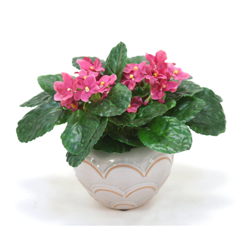 Mauve plante à fleurs en pot de céramique