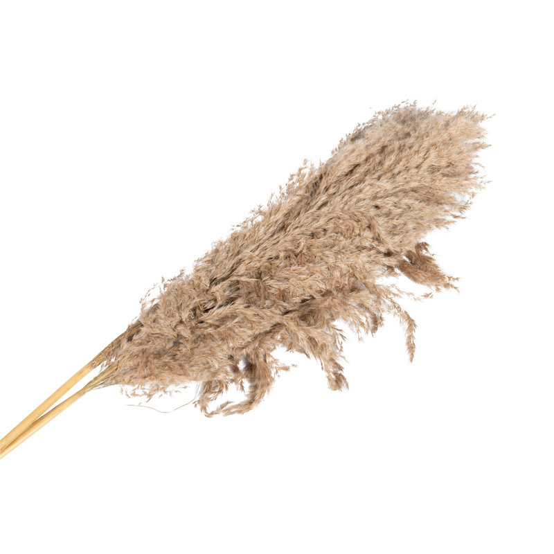 Natural Fibres Pampass Grass Arrangement