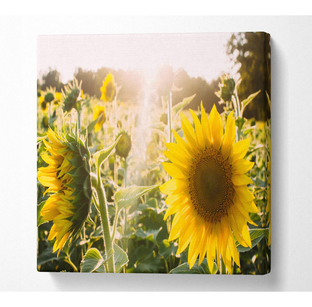 Ancel Sunflowers Standing Tall - Leinwanddrucke auf Leinwand