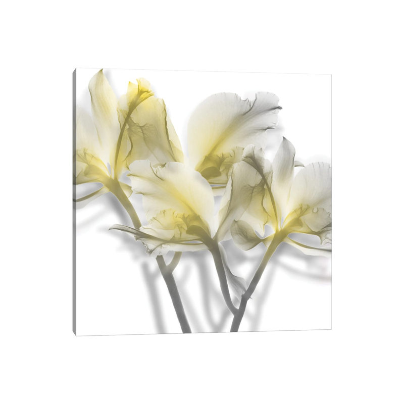 Unfocused Light II by Albert Koetsier - Wrapped Canvas Print, 30.48cm H x 30.48cm W x 1.91cm D