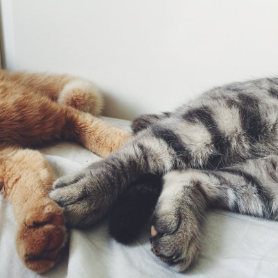 Two Cute Cats Sleeping In Bed by Knape - No Frame Print on Canvas
