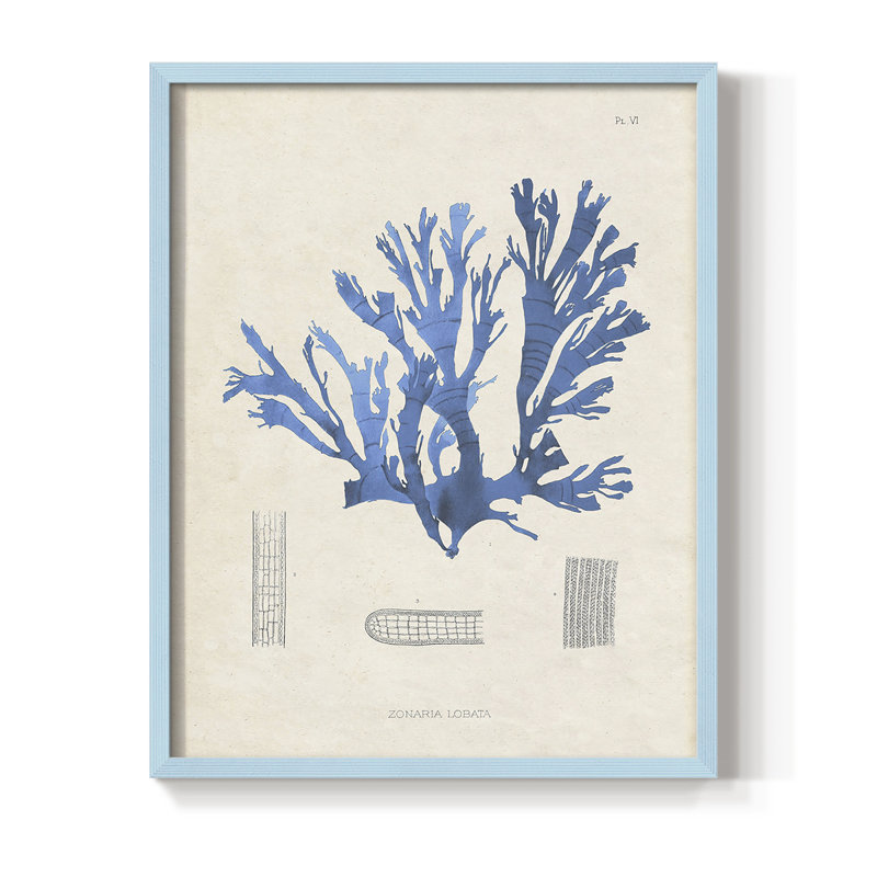 «Blue Marine Algae IX», reproduction encadrée - bois massif, Bleu, H 10 po x l 8 po