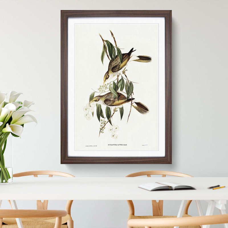 Luteous Honeyeaters by Elizabeth Gould - Picture Frame Painting Print, Walnut Framed, 36cm H x 27cm W x 2cm D