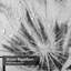 Rideau de douche Old Dandelion-105142222