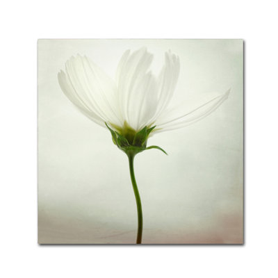 « white cosmos », reproduction d’impression sur toile tendue