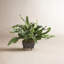 Echeveria Fern Drop-In Faux Plant-476251099