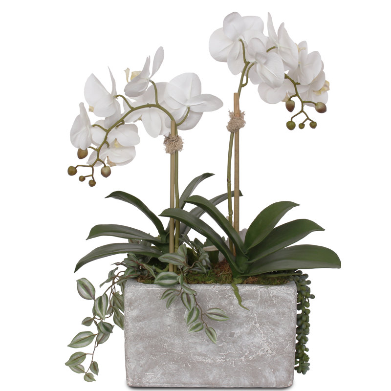 Real Touch Cream White Phalaenopsis Orchids With Seashell In Stone Wash Pot
