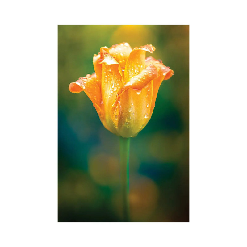 Bright Tulip Water Drops by Nik Rave - Wrapped Canvas Gallery-Wrapped Canvas Giclée, 66.04cm H x 45.72cm W
