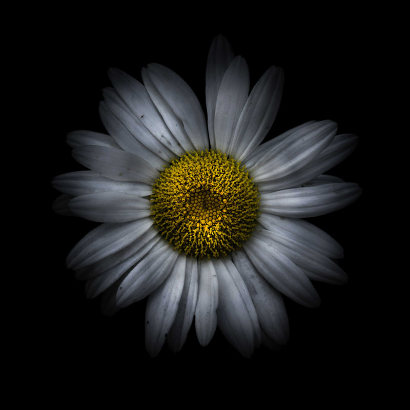 Marguerite blanche II, H 12 po x l 12 po