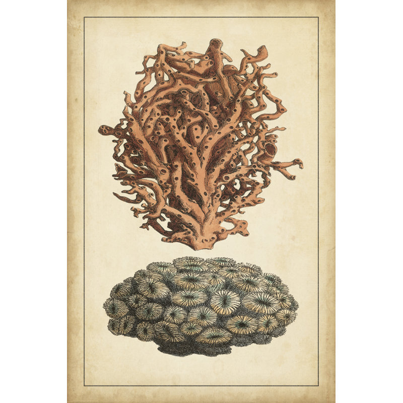 Coral Companion III, H 18 po x l 12 po x P 1 po