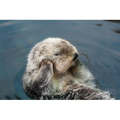 Sea Otter - Wrapped Canvas Print