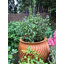 Mairead Handmade Pot Planter-14486273