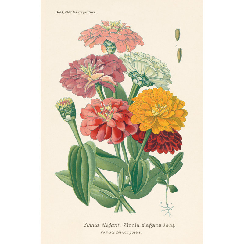 Antique Botanical XLI Light by Wild Apple Portfolio - Wrapped Canvas Painting, 122cm H x 81cm W