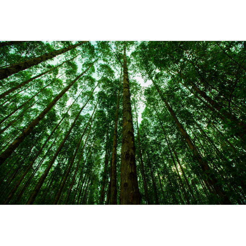 Many Trees Planted For The Industry - Wrapped Canvas Print, 30cm H x 46cm W