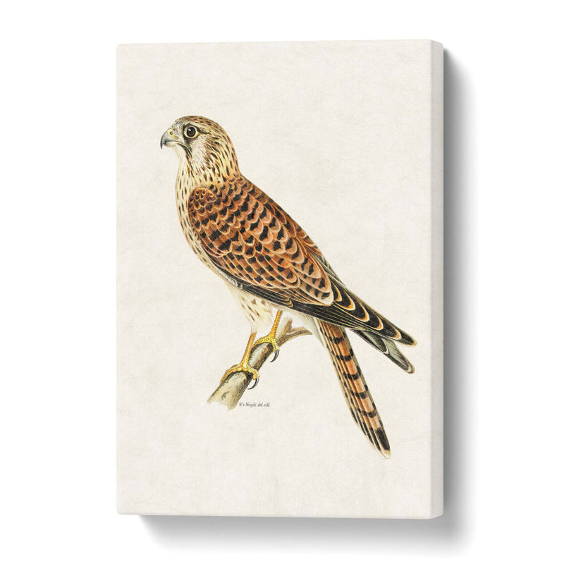 A Common Kestrel by Von Wright - Wrapped Canvas Painting, 76 cm H x 50 cm W