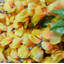 Tiges de glycine-22209362