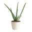 Aloe Succulent in Planter