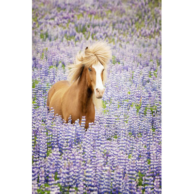 «Horse in Lavender I» par PHBurchett - impression sur toile tendue