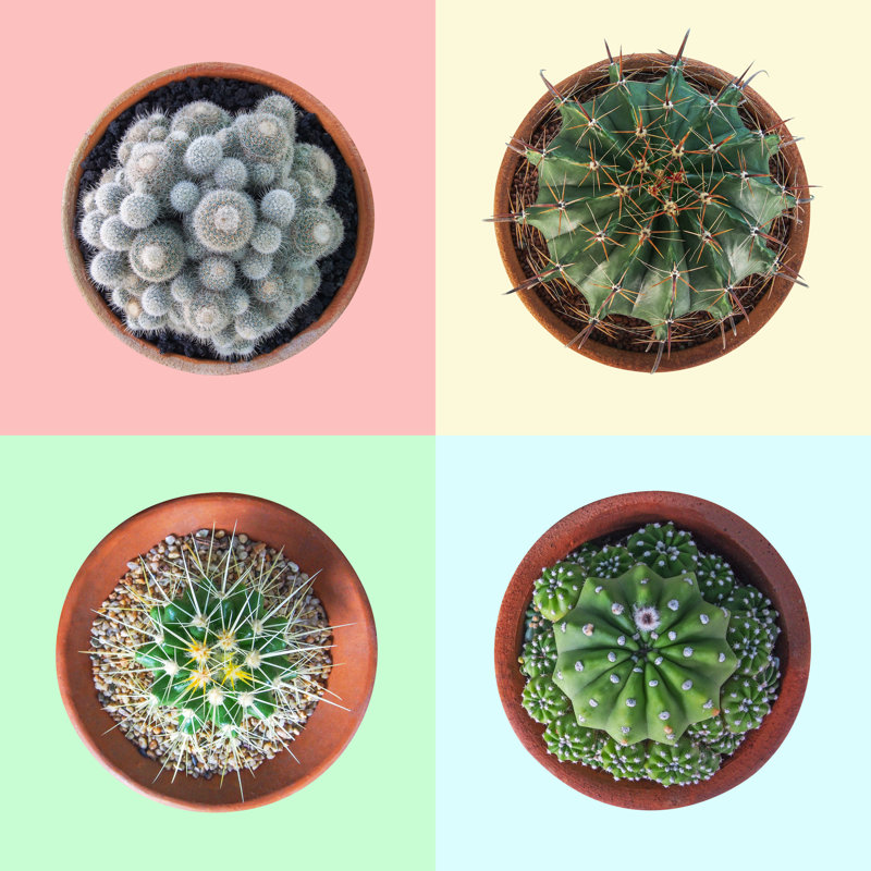 Cactus Plant In Clay Pot Top View Collection On Pastel Colourful Background, Clipping Path Included by Chansom Pantip - Wrapped Canvas Print