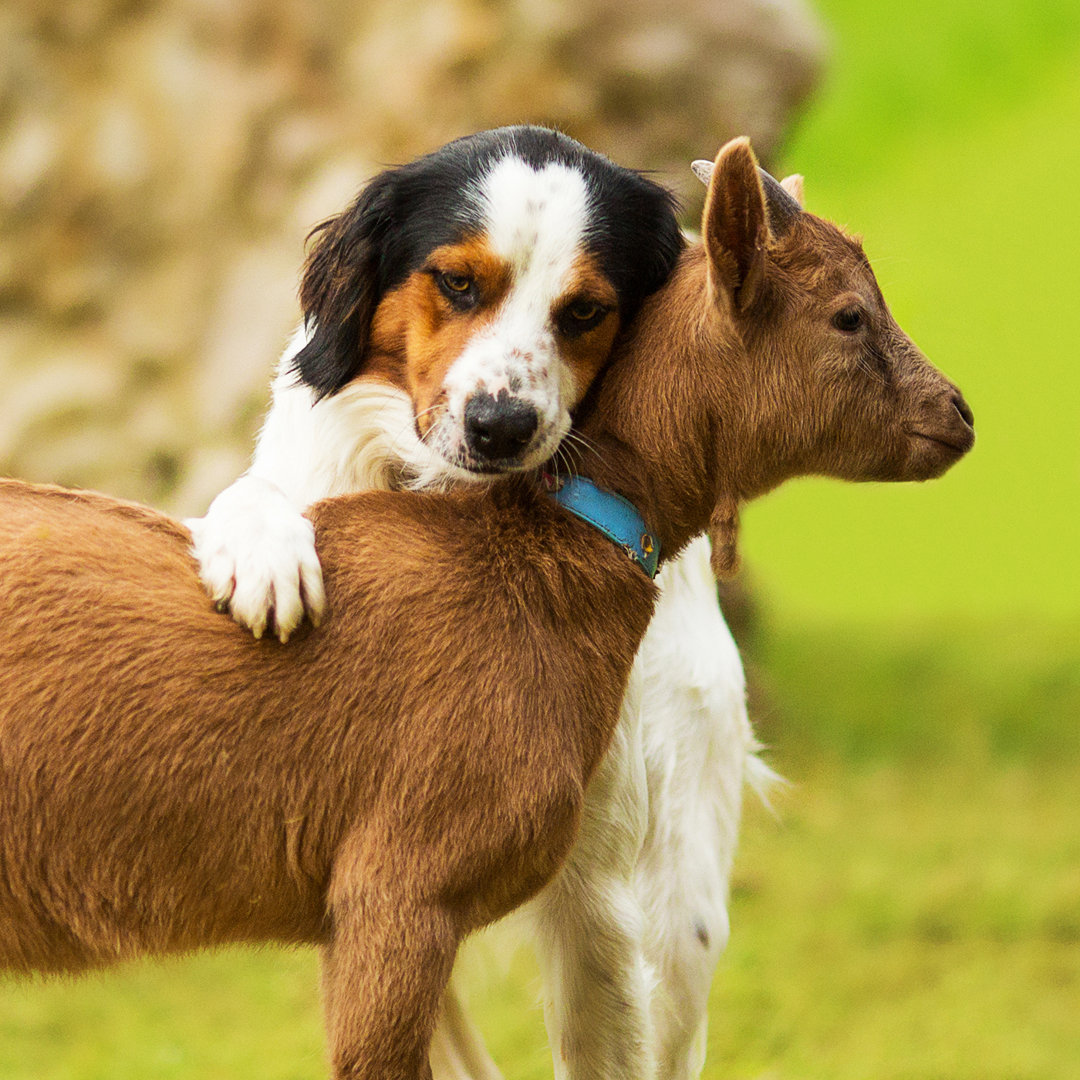 Hund und Babyziege 176195558