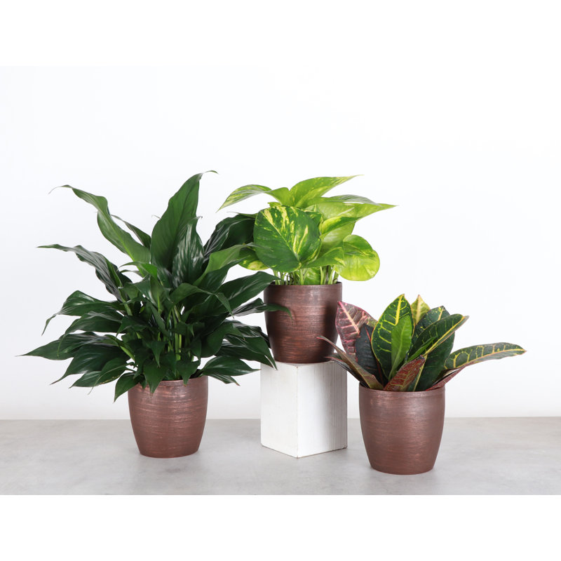 Plant in Pot, Brown