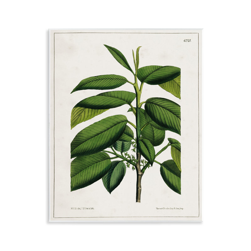  Art scientifique sur plaque de plante scientifique Woodland par Tina Higgins Designs, Inc.