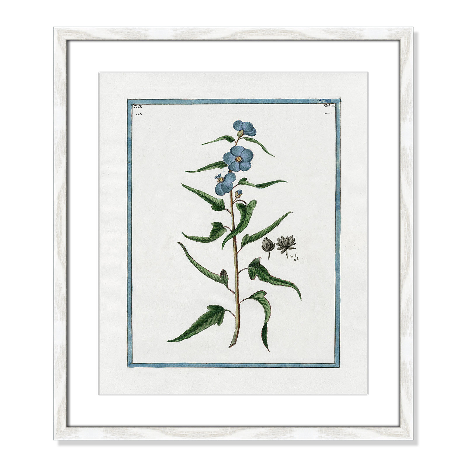 Colombe "Shabby Elegance Botanical I" Print, 16" W x 19" H, White Framed