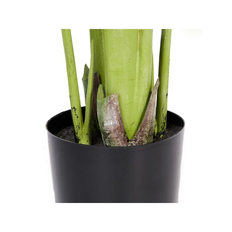 120cm Plant