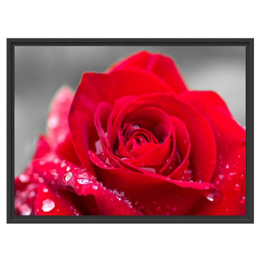 Gerahmtes Wandbild Rose mit Wassertropfen