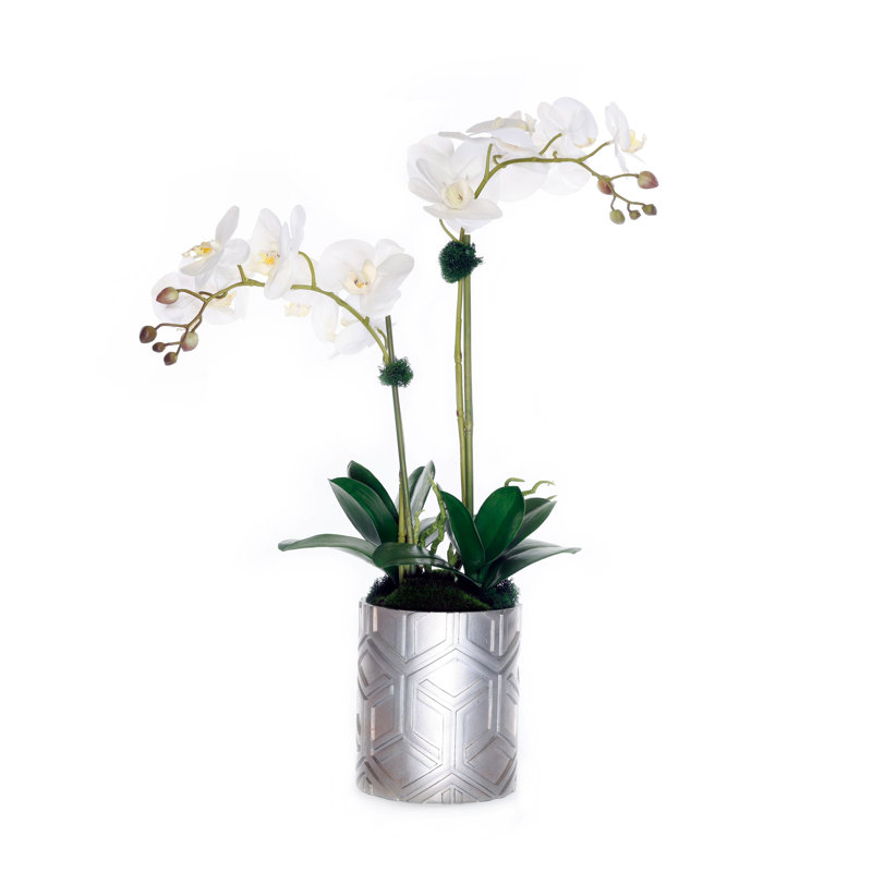 White Phalaenopsis Orchid with Moss in Silver Pot