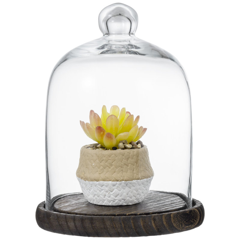 Vidu Display Clear Cloche with Wood Base