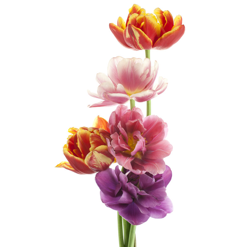 Tulip - Wrapped Canvas Print, 46cm H x 30cm W