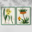 AntiqueFloralFolioVI - reproduction encadrée de qualité supérieure - prête à être accrochée - aucun clou requis - aucun clou requis-622635968-622635969