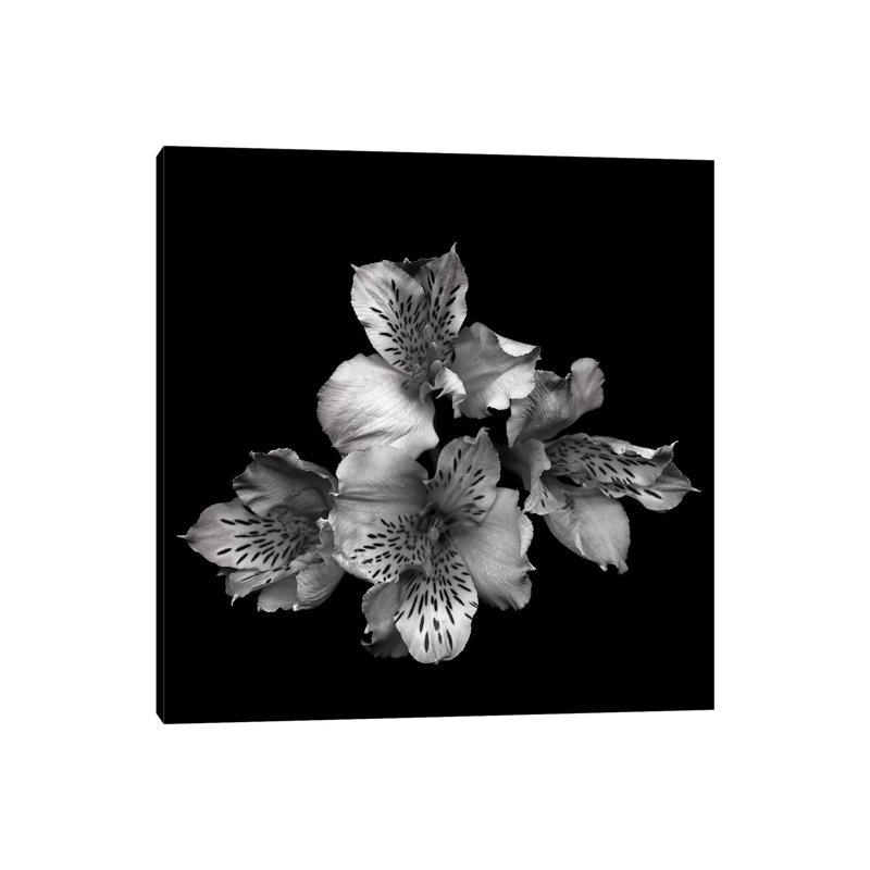 Alstoemeria II, B&W by Magda Indigo - Wrapped Canvas Gallery-Wrapped Canvas Giclée, 30.48 cm H x 30.48 cm W