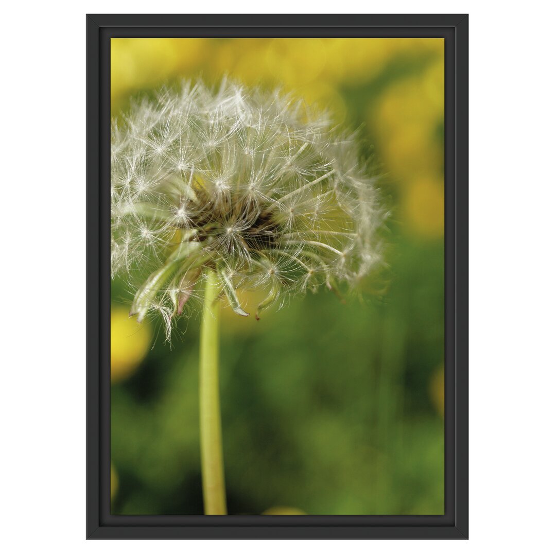 Gerahmtes Wandbild Pusteblume auf Wiese