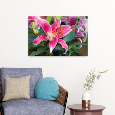 Stargazer Lily Flowers Lilium 'Stargazer' In Bloom Close Up North Carolina Usa. Contemporary Lily Nature Plant Art