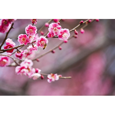Fleurs de prunier roses par Ooyoo