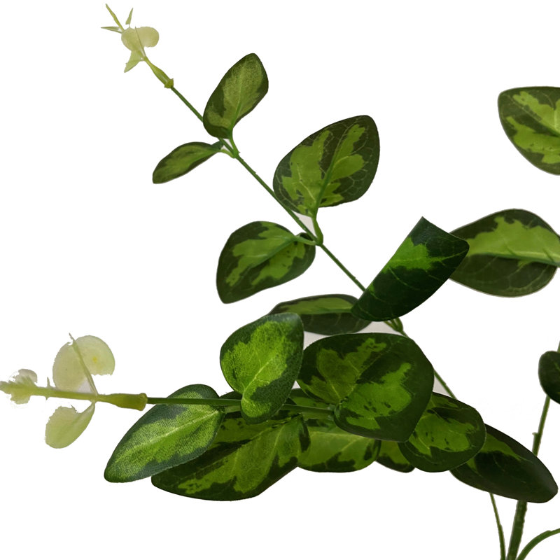 Anastasija Arrangement