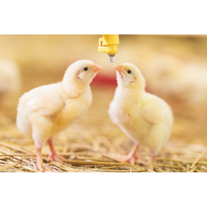 Bébé poussin à la ferme par Danchooalex, H 20 po x l 30 po