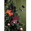 Picoti Bird Feeder-2123727504