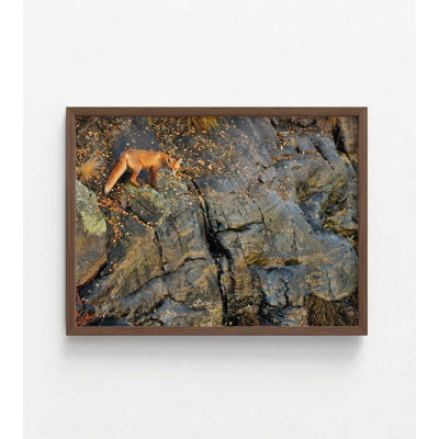 Reproduction d'art «Fox on the Rocks»: Paysage d'automne, encadré ou non