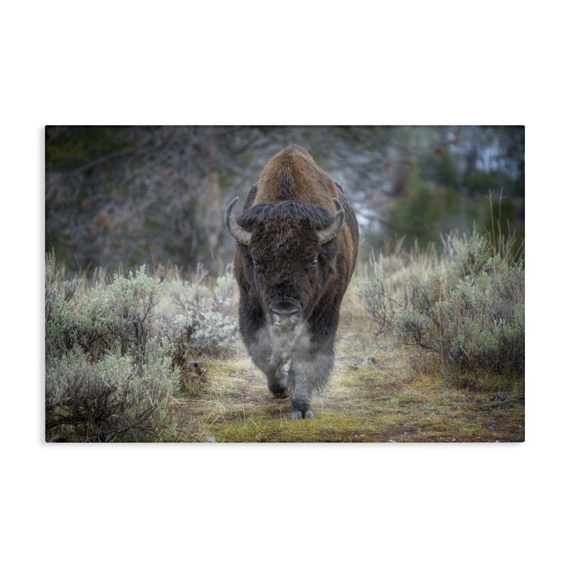 «Bison Stepping», reproduction d'art sur toile par Rick Berk, H 24 po x l 36 po