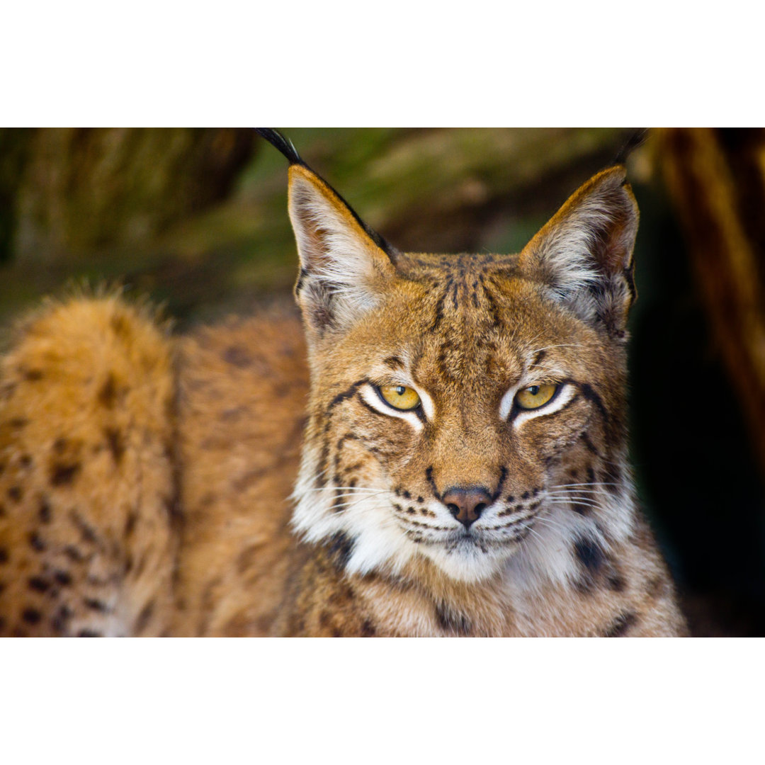 Luchs oder Bobcat von Alphotographic - Druck ohne Rahmen auf Leinwand