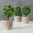 5.5'' Faux Boxwood Topiary in Pot