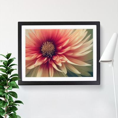 Cosmopolitan Chrysanthemum Flower - Framed Print