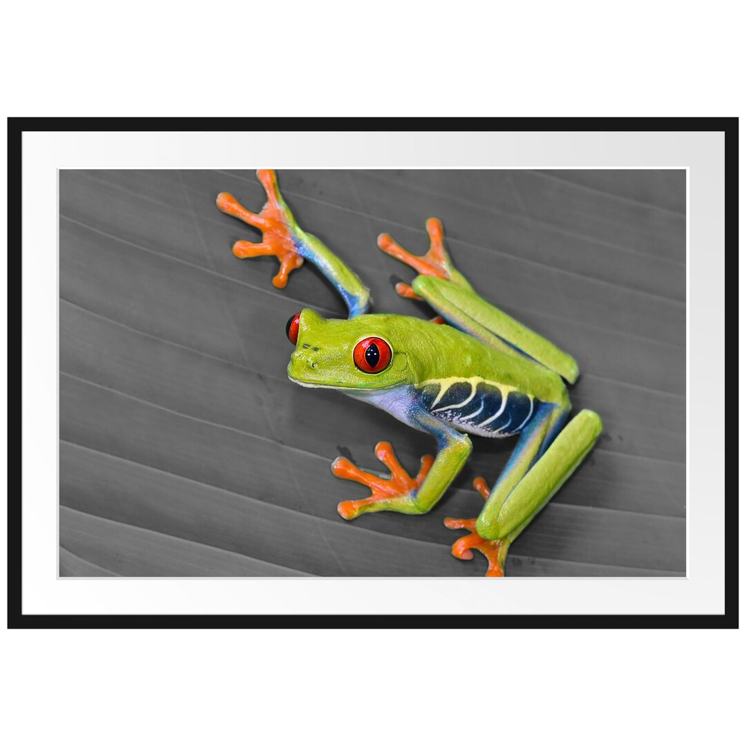 Gerahmtes Poster Kleiner grüner Frosch auf Blatt