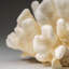Genuine White Cat's Paw Coral (1.5 Lbs)