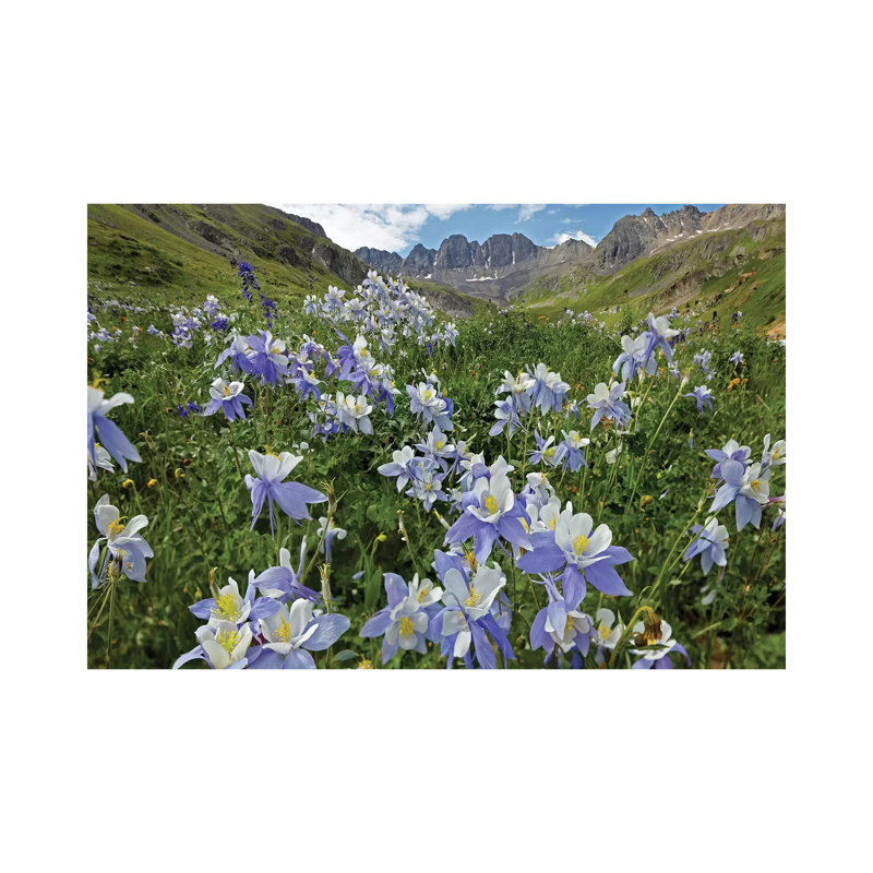 Colorado Blue Columbine Flowers, American Basin, Colorado I 1 Piece Wrapped Canvas Wall Art