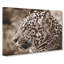 Jaguar - Wrapped Canvas-61854049